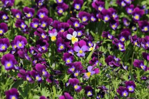 summer flowers 5 Tips For Garden Maintenance