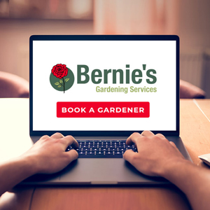 Young man on laptop on Bernie's garden services website booking gardener.