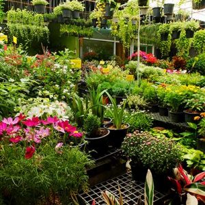 Bernie's Gardening Services range of plants and flowers we supply.