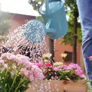 blue watering can watering flowers in a garden