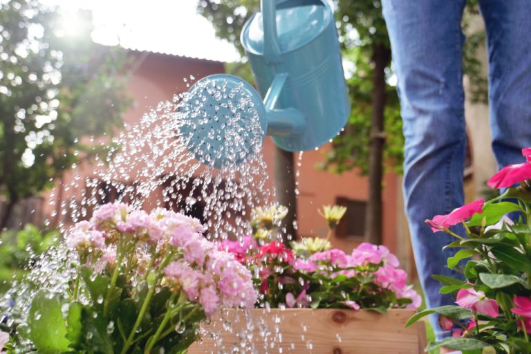 How Do You Best Conserve Water In Your Garden Bernie S Gardening Services