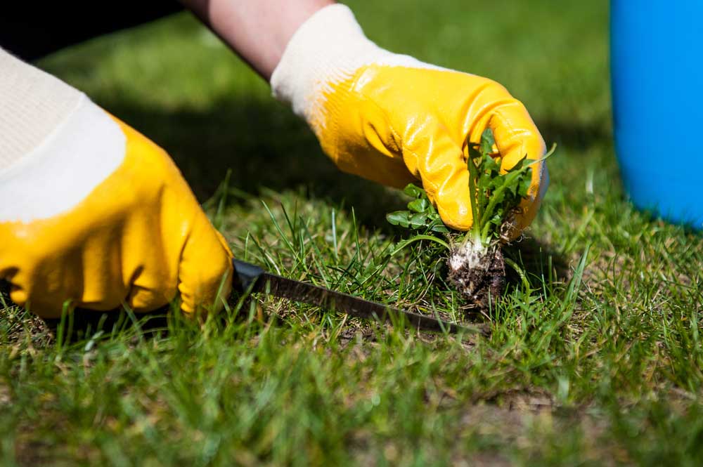 removing weeds from garden lawn
