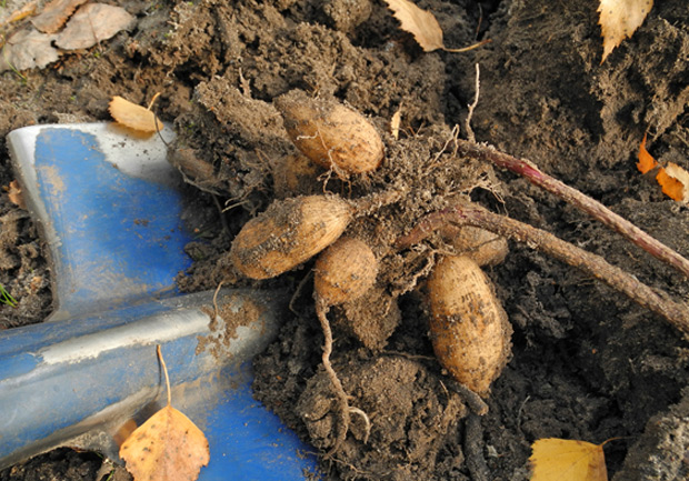 planting potatoes in winter soil